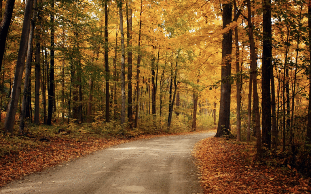 Embracing Autumn: Seasonal Self-Care, Nourishing Foods, and Grounding with Nature