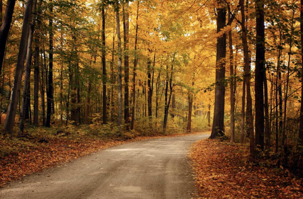 Winding path through a golden autumn forest with fallen orange leaves lining the way