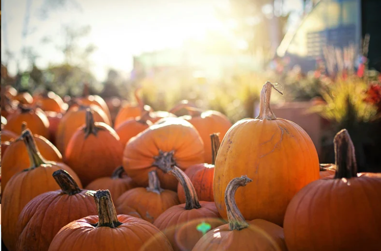 Fall Pumpkins in Golden Light